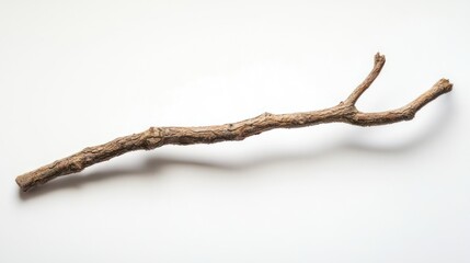 Fototapeta premium Small broken branch with visible bark texture, white studio backdrop