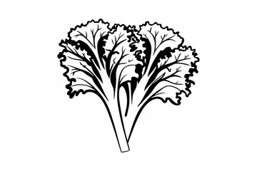 vector illustration of a vegetable leaf