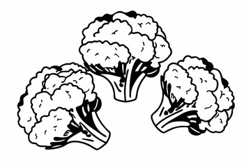 sketch of cauliflower