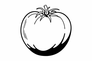 tomato vector illustration