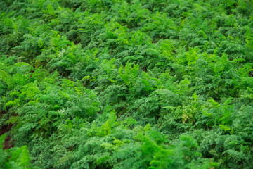 Carrots grow in the field