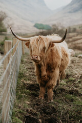 scottish highland cow