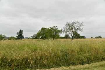 Arbustes isolés dans un champ de foin sous un ciel gris près du bourg de Champagne au Périgord Vert  © Photocolorsteph