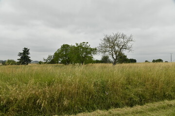 Arbustes isolés dans un champ de foin sous un ciel gris près du bourg de Champagne au Périgord Vert  © Photocolorsteph