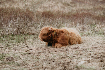 scottish highland cow