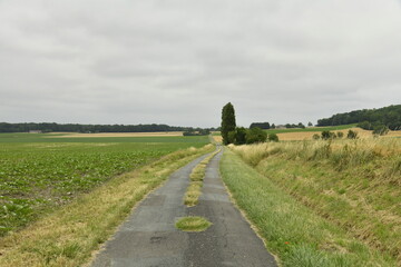 Route de campagne vers un peuplier sous un ciel gris près du bourg de Champagne au Périgord Vert  © Photocolorsteph