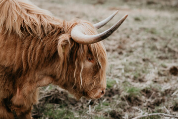 scottish highland cow