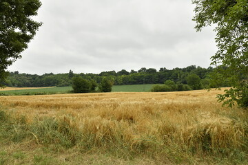 Champ de blé sous un ciel gris près du bourg de Champagne au Périgord Vert  © Photocolorsteph