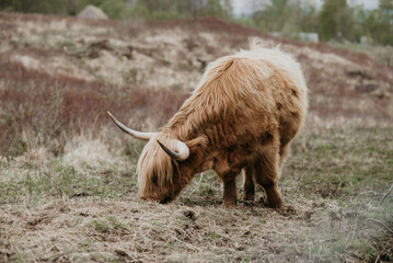 scottish highland cow
