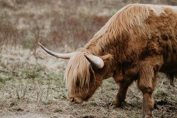 scottish highland cow