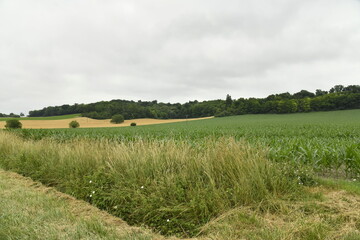 Champ de tournesols pas encore en fleur près du bourg de Champagne au Périgord Vert  © Photocolorsteph