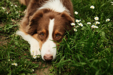 Australian Shepherd lying in the grass near daisies, resting its head and looking gently at the...