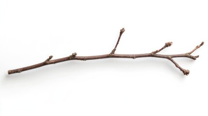 Straight twig with minimal knots, isolated product-style on white background