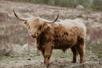 scottish highland cow