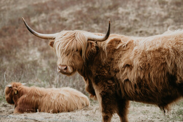 scottish highland cow