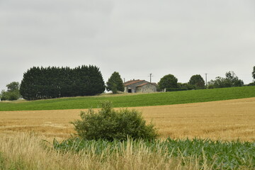 Champ de blé sous un ciel gris près du bourg de Champagne au Périgord Vert  © Photocolorsteph