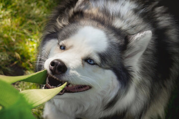 Dog with blue eyes pulling fabric while playing outside