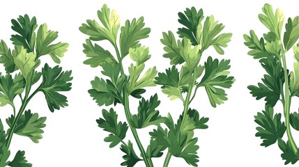 Fototapeta premium Fresh, vibrant sprigs of parsley in a patterned arrangement.