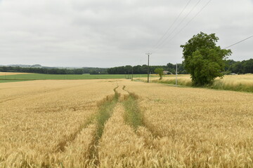 Traces de passage de tracteur dans un champ de blé près du bourg de Champagne au Périgord Vert  © Photocolorsteph