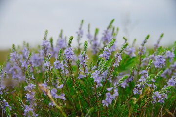Young green grass and blooming wildflowers in the park