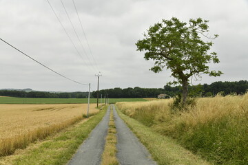 L'arbre solitaire le long d'une route secondaire de campagne près du bourg de Champagne au Périgord Vert  © Photocolorsteph