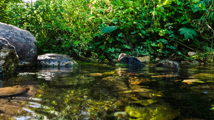 Small stream with clear water flowing through the forest.