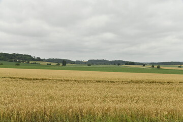 Champ de blé sous un ciel gris près du bourg de Champagne au Périgord Vert  © Photocolorsteph
