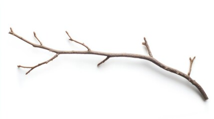 Fototapeta premium Thin crooked branch, slight shadow on pure white, high detail