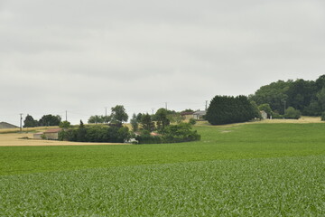 Champ de tournesols pas encore en fleur près du bourg de Champagne au Périgord Vert  © Photocolorsteph