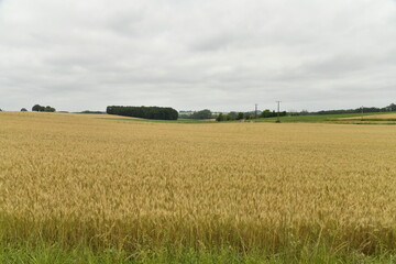 Champ de bl&eacute; sous un ciel gris pr&egrave;s du bourg de Champagne au P&eacute;rigord Vert 