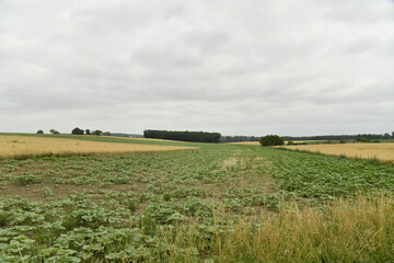 Champ de patates sous un ciel gris près du bourg de Champagne au Périgord Vert  © Photocolorsteph