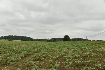 Champ de patates sous un ciel gris près du bourg de Champagne au Périgord Vert  © Photocolorsteph