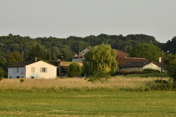 Champ de blé près des fermes en fin de journée au bourg de Champagne au Périgord Vert 