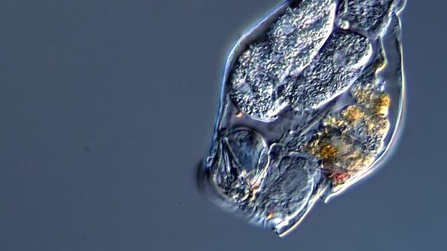 Movement of Rotifer under microscope view 