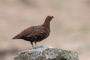 Red Grouse on Stone Wall in the Dales