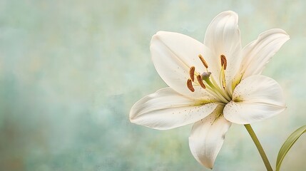 A Single White Lily Flower Against A Soft Green Background