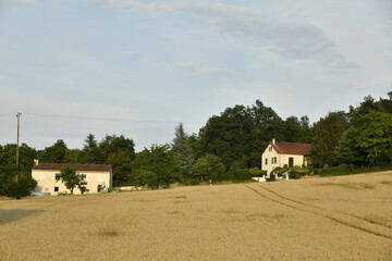 Champ de blé en pente devant un bois au bourg de Champagne au Périgord Vert 
