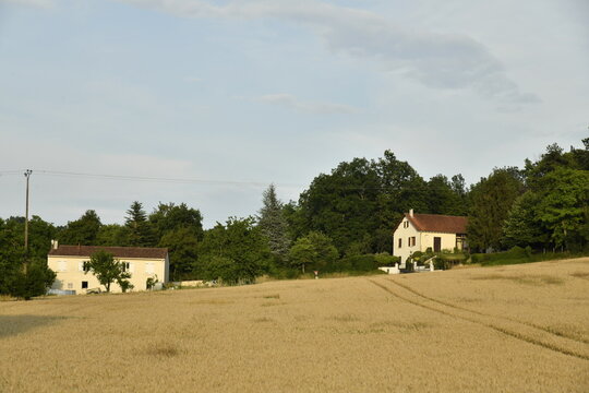 Champ de bl&eacute; en pente devant un bois au bourg de Champagne au P&eacute;rigord Vert 