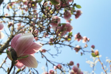 magnolia tree blossom