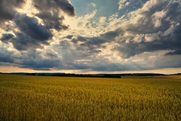 The Golden Wheat Field Spreads Out Beautifully Under the Dramatic Clouds That Hover Above It