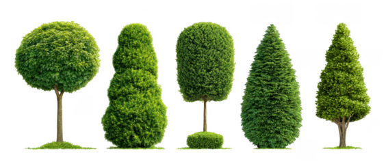 Topiary Garden Decorative Trees Collection Set on Transparent Background