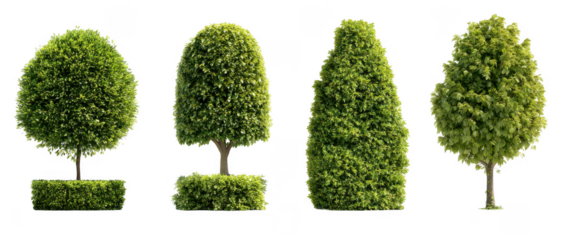 Topiary Garden Decorative Trees Collection Set on Transparent Background