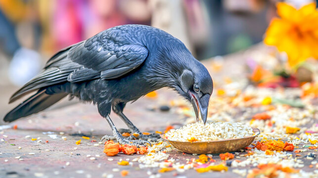 crow eating rice offerings during pitru paksha ritual