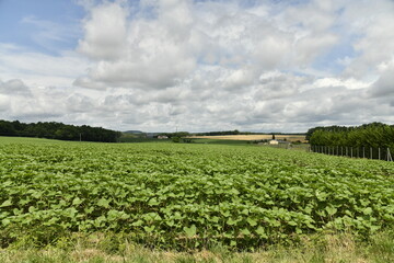 Champ de tournesols pas encore en fleur sous un ciel nuageux entre les bourgs de Vendoire et...