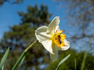 Daffodil flower with a bee collecting nectar under a clear blue sky.