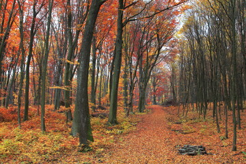 Obraz premium road in autumn forest
