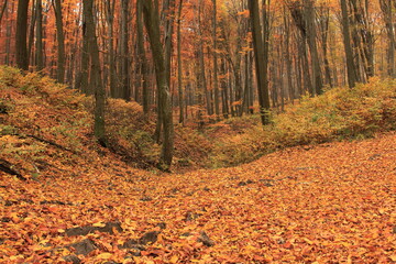 Fototapeta premium path in autumn forest