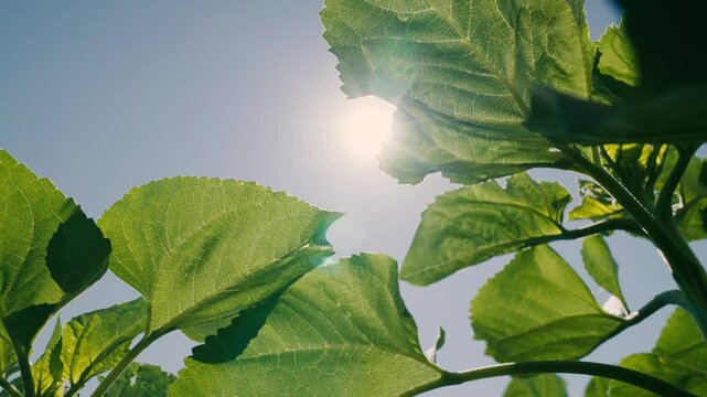 farmer hand touches sunflower leaf close-up, sunflower leaf rays sunlight, agriculture, beautiful view, under bright sunlight, agriculture green field, agriculture business, agriculture business