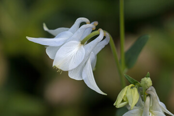 A single white columbine flower, Aquilegia vulgaris ‘Nivea’, Munstead White, Granny's Bonnets, blooming in springtime, side view close-up showing petal spurs with green background blur