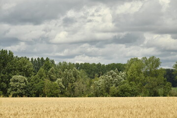 Ciel gris au dessus d'une forêt près du bourg de Champagne au Périgord Vert  © Photocolorsteph